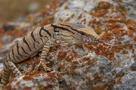 What Animals Live In The Sahara Desert Worldatlas