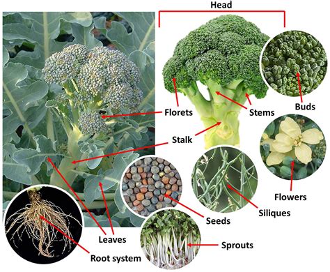 Broccoli Plant Stages Growing Broccoli And Cauliflower In Southern