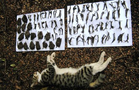 Feral Cat Definition Examples And Forms