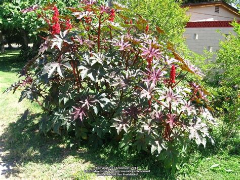 If you can't resist adding this tropical plant to your landscape, consider cutting off flower stalks before they mature to prevent them from setting seeds. PlantFiles Pictures: Castor Bean, Caster Oil Plant 'Red ...