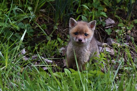 Baby Redfox Photo Et Image Animaux Animaux Sauvages Fotos Images