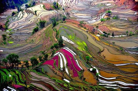 1348724 Rice Terrace 4k Rare Gallery Hd Wallpapers