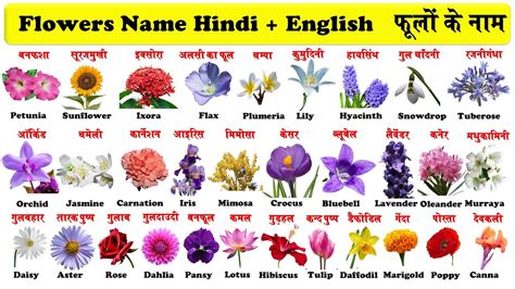 Different Types Of Indian Flowers With Pictures And Names Printable