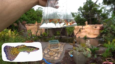 These small fish eat mosquito larvae or eggs bred in a breeding ground such as stagnant water like a swimming pool or a frog pond. Putting COLORFUL MOSQUITO FISH In The BIG POND! - YouTube