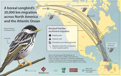 Blackpoll Warbler Migration Us National Park Service