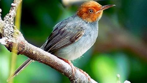 4 Cara Merawat Burung Prenjak Terlengkap Dan Jenis Habitat Aslinya