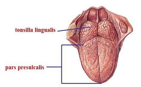 Dil Anatomisi Lingua ~ Anatomi Web Tr