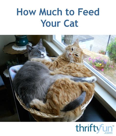 Whether you're new to cat ownership or. How Much to Feed Your Cat | ThriftyFun