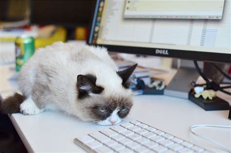 Submitted 1 hour ago by 1000_cats_. "Oh, great. I have a job in an office." | Funny grumpy cat memes, Grumpy cat quotes, Cat jokes