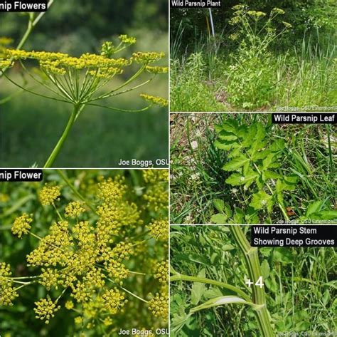 Have You Heard Of Wild Parsnip Its An Invasive Plant That Rivals