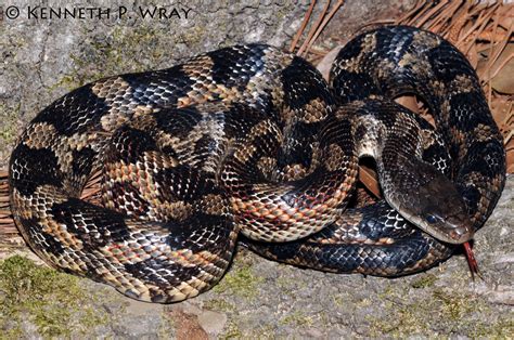 Elaphe Obsoleta Lindheimeri Texas Rat Snake This Adult F Flickr