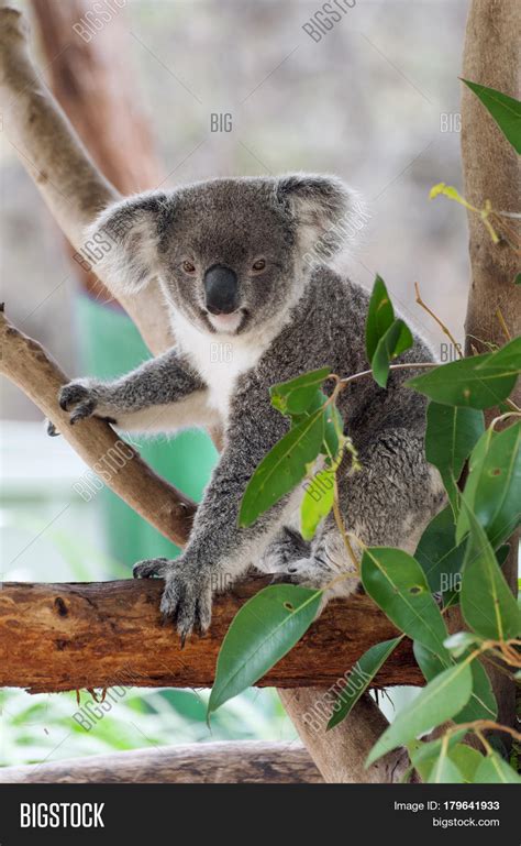 Beautiful Koala Bear Image And Photo Free Trial Bigstock