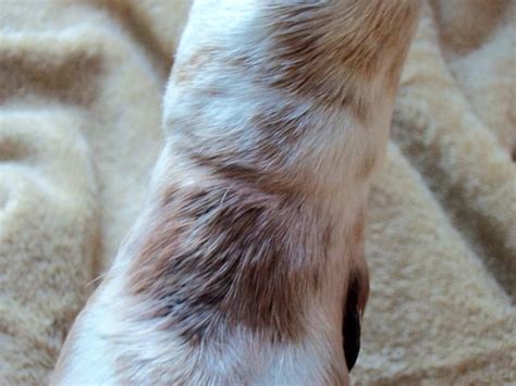 Dry skin can be due to nutrient deficiency, so make sure that your dog's diet is adequate. Dog Skin Problems : Biological Science Picture Directory ...