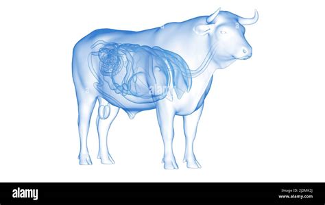 Cattle Organs Illustration Stock Photo Alamy