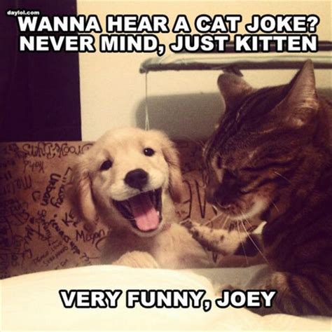 One Liner Cat Jokes Dump A Day