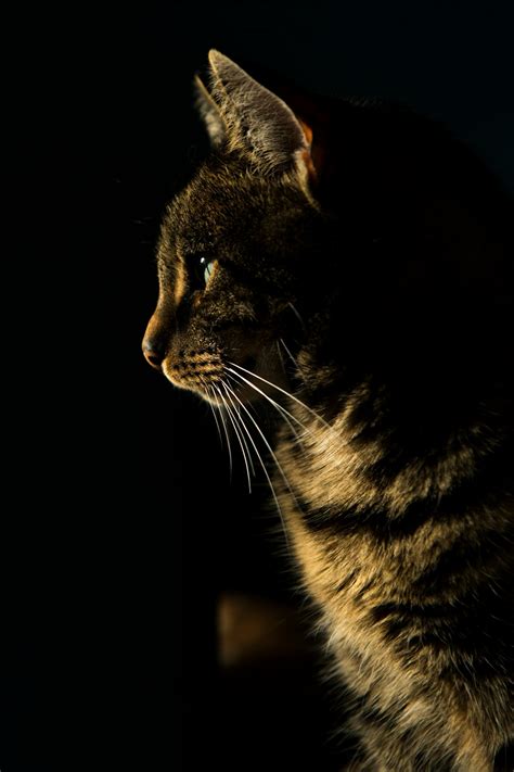 Cat Photo Pictures Download Free Images On Unsplash