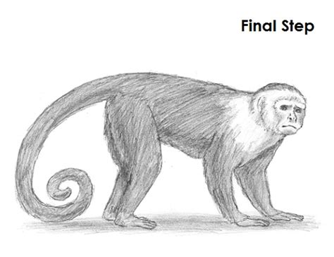 Spider Monkey Drawing At Explore Collection Of