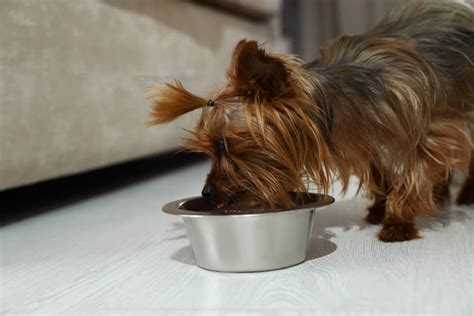20 Best Dog Foods For Yorkies 2023 Premium And Budget K9 Web