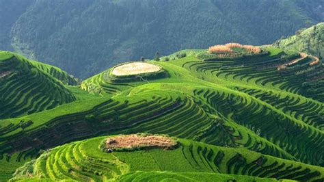 The Tea Terraces Of Longsheng China They All Have Beautiful Names
