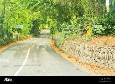Road Through Forest Tunnel Of Trees In County Cork Ireland Stock Photo