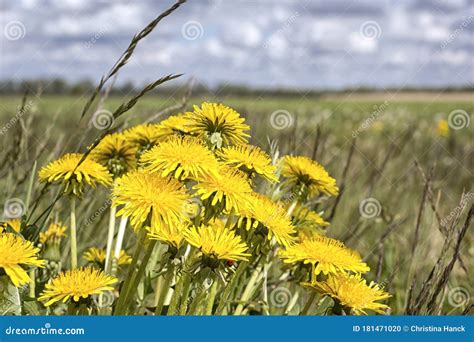 Bright Yellow Dandelions Bloom On A Meadow In The Nuthe Nieplitz Nature