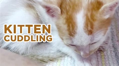 Kitten Cuddling Youtube