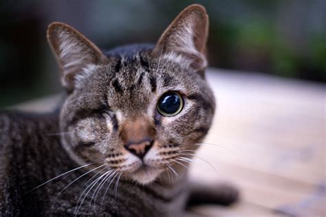 Diffuse Iris Melanoma In Cats Veterinary Vision Center