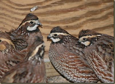 We examined the backyard poultry population, poultry species, presence of poultry deaths from infectious diseases, food sources, and biosecurity practices. Raising Quail in the urban environment- Guide for quail ...