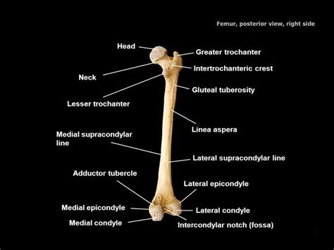 Image result for gluteal tuberosity | Bony Landmarks | Pinterest