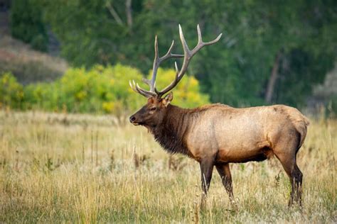 308 For Elk Hunting Pros Cons And What To Consider