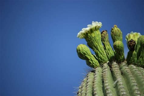 Saguaro Cactus 101 Facts And How To Grow Cactusway
