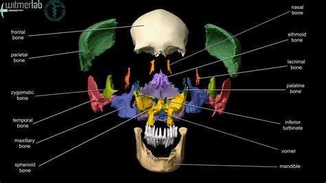 Ou Hcom 3d Interactive Human Anatomy