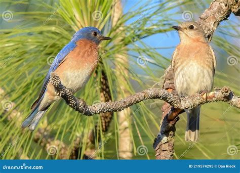 Eastern Bluebirds Sialia Sialis Perched On Long Leaf Pine Tree As The Male Looks At Female Pine