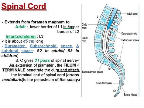 Spinal Anesthesia Rahmeh Alsukkar Anatomy The Vertebral Column