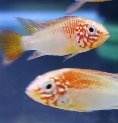 Apistogramma Macmasteri Gold Pair Get Gills