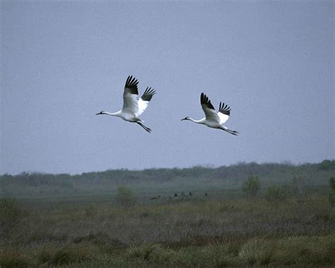 Free Picture Whooping Cranes Pair Flying Lake