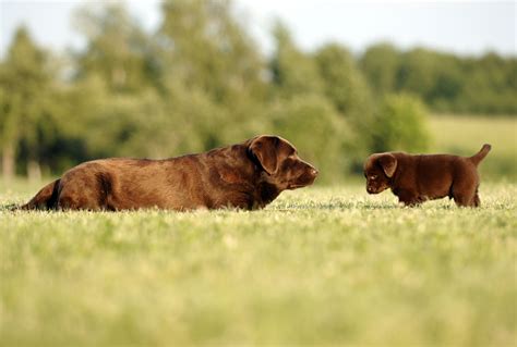 Leave a comment or tweet us @bringfido! 25 Cute Mama Dogs And Their Puppies For Mother's Day [PICS ...