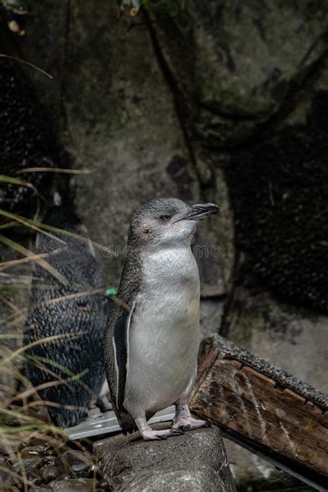 Korora Or Little Blue Penguin Standing On A Log Stock Photo Image