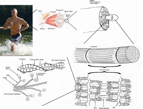 The muscle shapes change as the figure moves, either contracting or elongating, and if you understand. Overview of Muscle Functions | Lifetime Fitness and Wellness