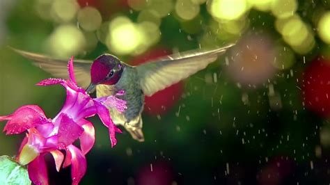 How And Why Do Hummingbirds Fly In The Rain Youtube