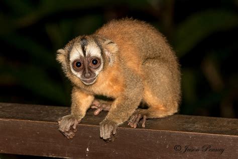 Peruvian Night Monkey Aotus Miconax Monkey Baboon Primates