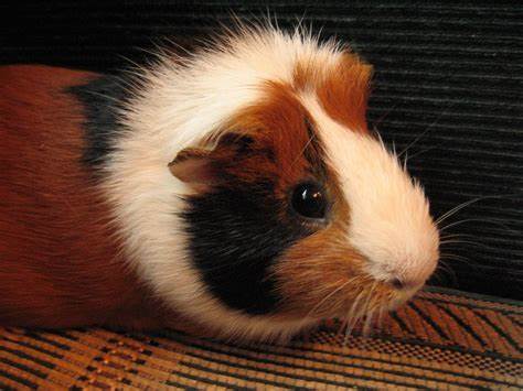 Морские свинки диета Морская свинка. Обои с животными, картинки, фото 1600x1200 Морская свинка. Обои с животными, картинки, фото 1600x1200 Морские свинки диета