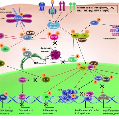 If nothing happens, download github desktop and try again. Signaling pathways governed by IKKs in tumor development ...