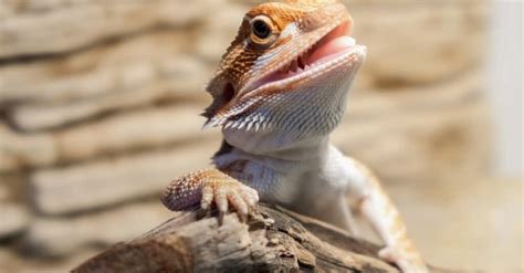 What Is A Baby Bearded Dragon Called And 4 More Amazing Facts A Z Animals