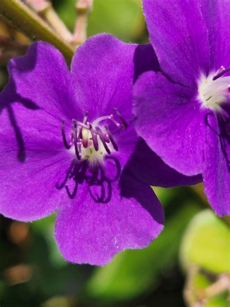 Perennials For Fall Friends Of The Frelinghuysen Arboretum