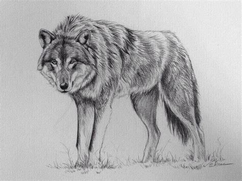 Wolf Drawing Stéphane Alsac
