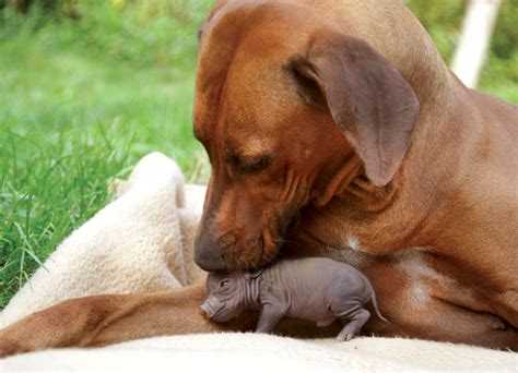 This Is What Happened When A Pit Bull Adopted A Baby Bunny