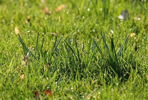 Kentucky Bluegrass V Tall Fescue Whats Best For Your Lawn