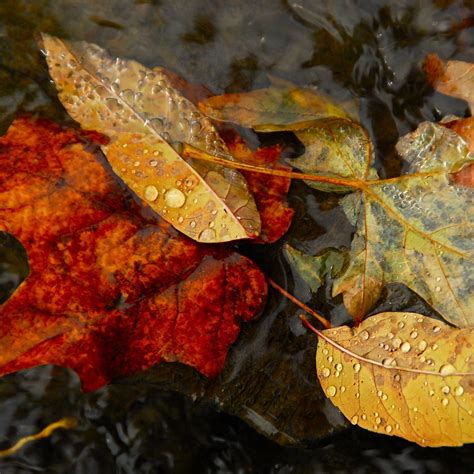 Nature Fall Autumn Leaves Dew Waterdrop Ipad Air Wallpapers Free Download