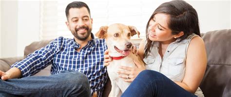 Cats with low to moderate energy levels also tend to be happy in the burmese is typically sweet and cuddly. Best Pets for Apartment Living | Apartments.com